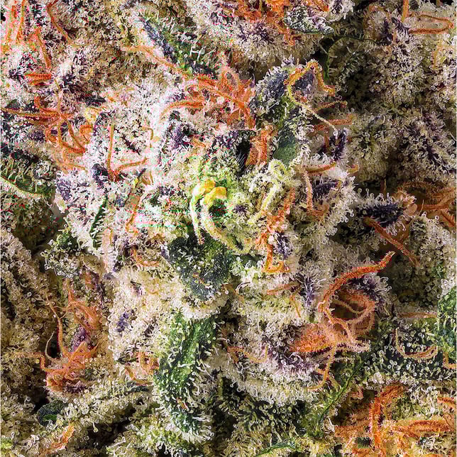 Prizm x Shangri-La #5 [3.5g] - Image 5