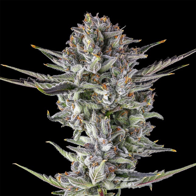 BluZangria Gold Blend - Image 3 BluZangria Gold Blend - Image 3