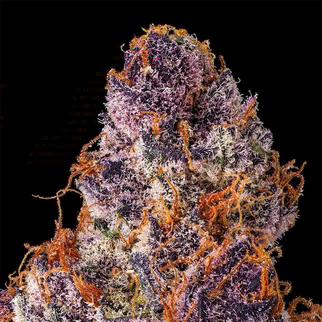 Lemon Cherry Tropicana [3.5g] - Image 4