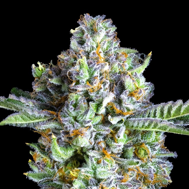 Sour Sangria Maven Minis [14g] - Image 8
