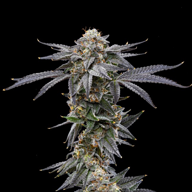 Red Velvet [1g] - Image 4