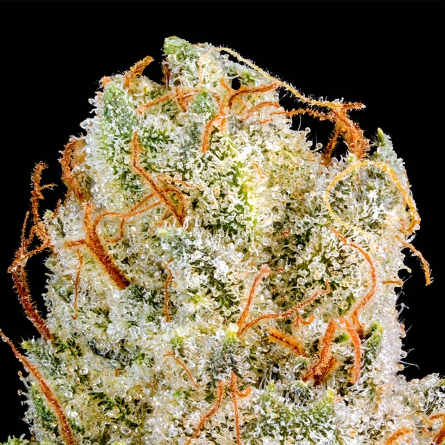 SFV OG Pre-Roll 5-Pack (2.5g) - Image 5