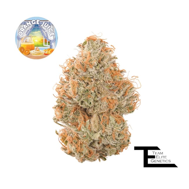 Orange Juice - Image 1