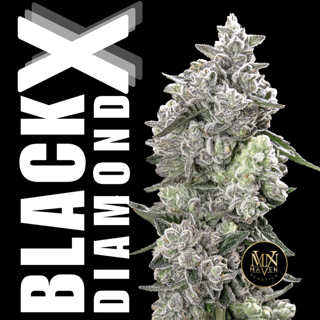 Shop Black Diamond X All-In-One Gold Blend [1000mg] | Klover