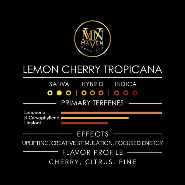 Lemon Cherry Tropicana Maven Minis [14g] - Image 10