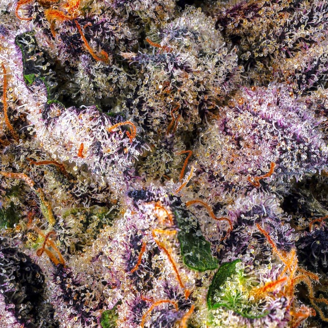 Dirty Laundry Pre-Roll 5-Pack [2.5g] - Image 5