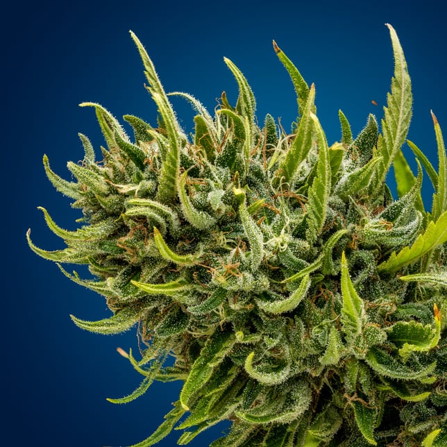 Clementine Kush - Image 2