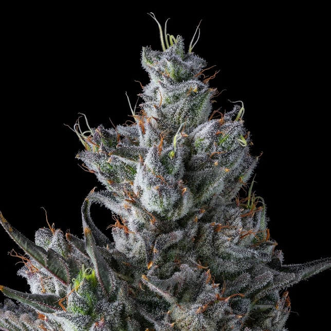 Pineapple Biscotti [3.5g] - Image 8