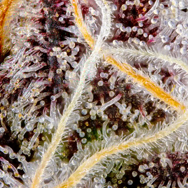 Orange Sapphire Goldies Infused Pre-Rolls 5-Pack [3g] - Image 11