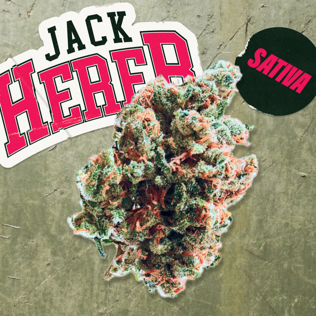 Jack Herer - Image 3