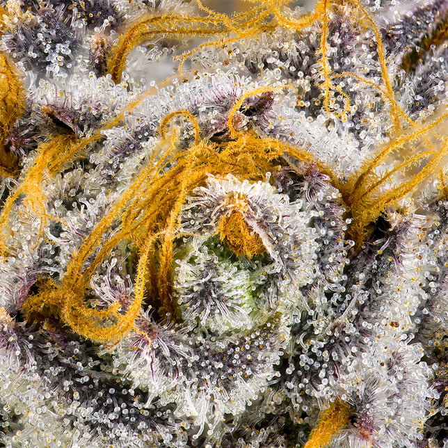 Orange Bellini Goldies Infused Pre-Rolls 5-Pack [3g] - Image 10