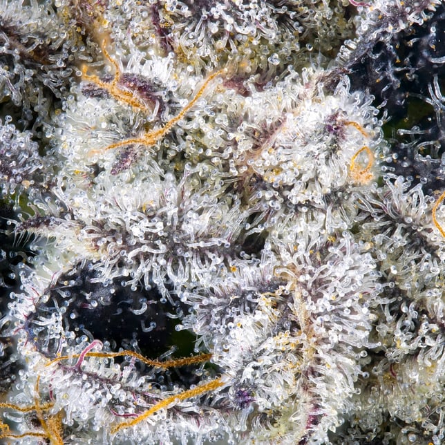Paradiso Tropical Halos Infused Pre-Roll [1.9g] - Image 8