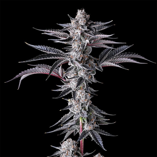 New Money Pre-Roll [1g] - Image 6