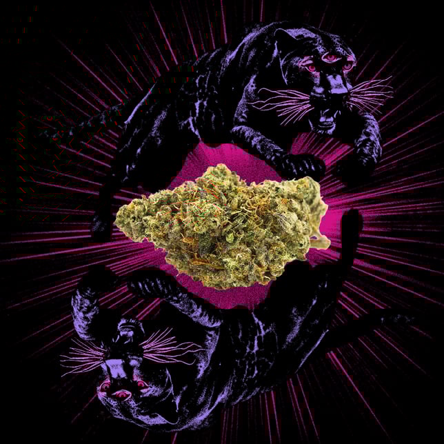 Animal Face - Image 2