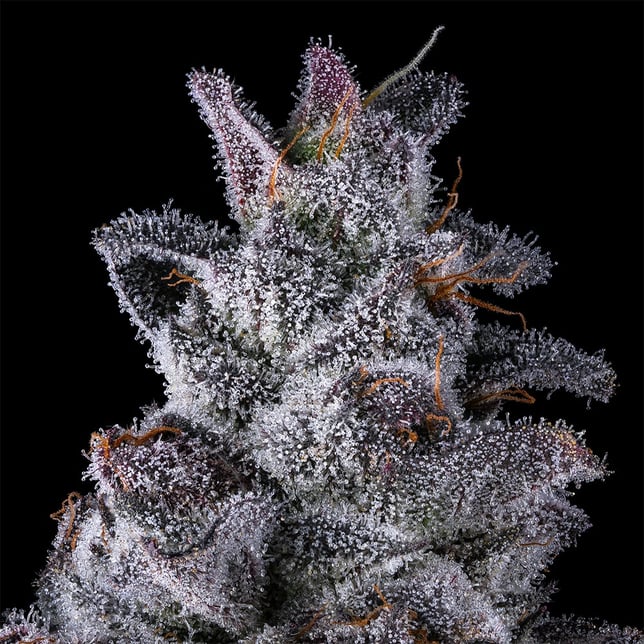 Black Lotus All-In-One Gold Blend [1000mg] - Image 7