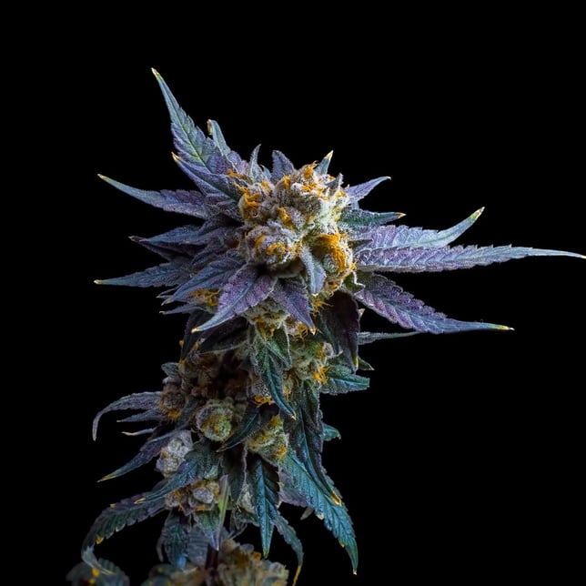 Blue Lotus Goldies Infused Pre-Rolls 5-Pack [3g] - Image 7