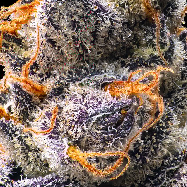 Orange Sapphire Gold Blend - Image 4 Orange Sapphire Gold Blend - Image 4