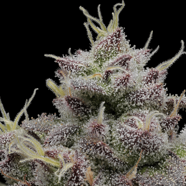 Hash Burger [1000mg] - Image 4