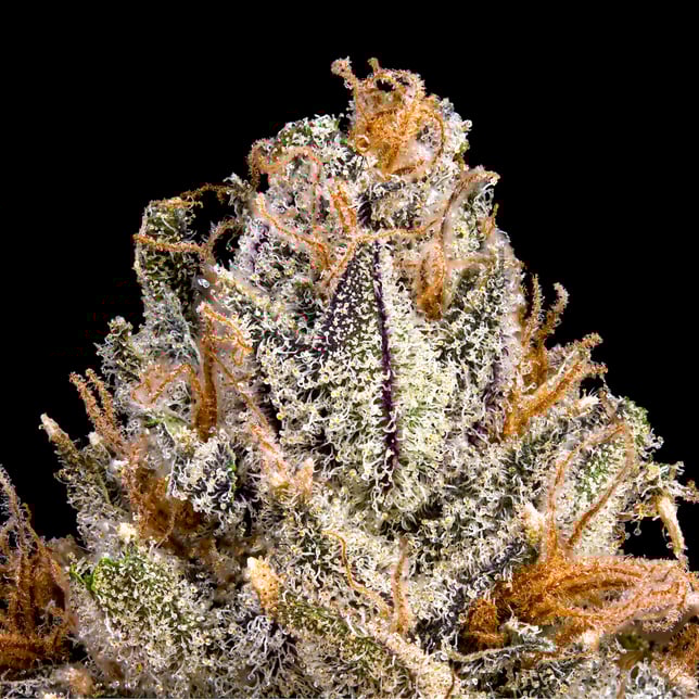 BluZangria Goldies Infused Pre-Rolls 5-Pack [3g] - Image 6