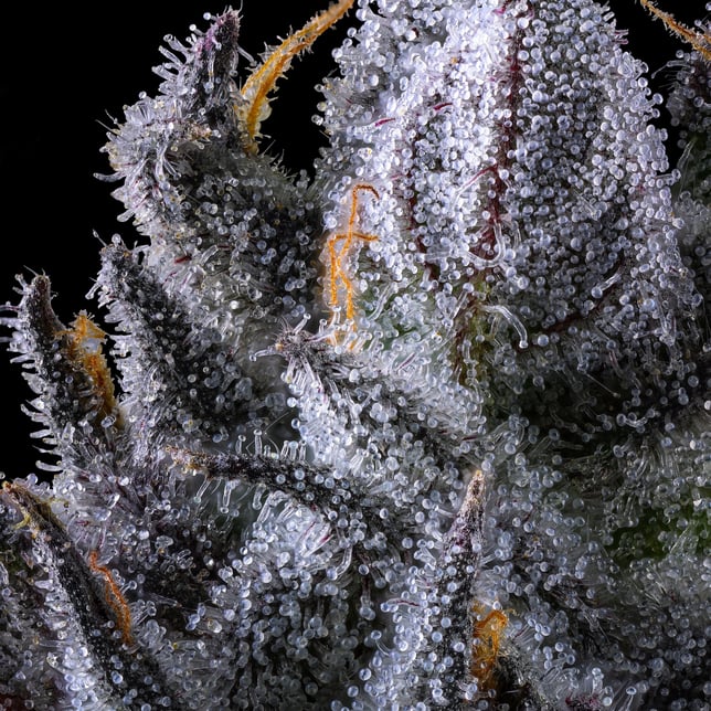 Chroma Gold Blend - Image 12