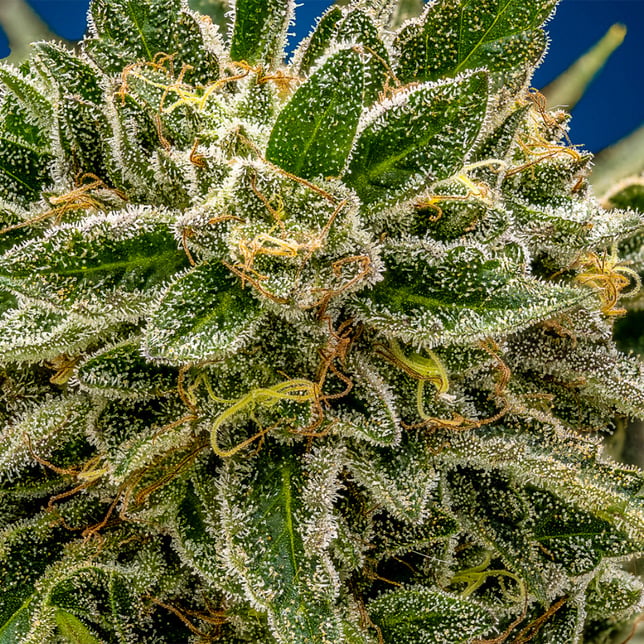 Member OG - Image 2
