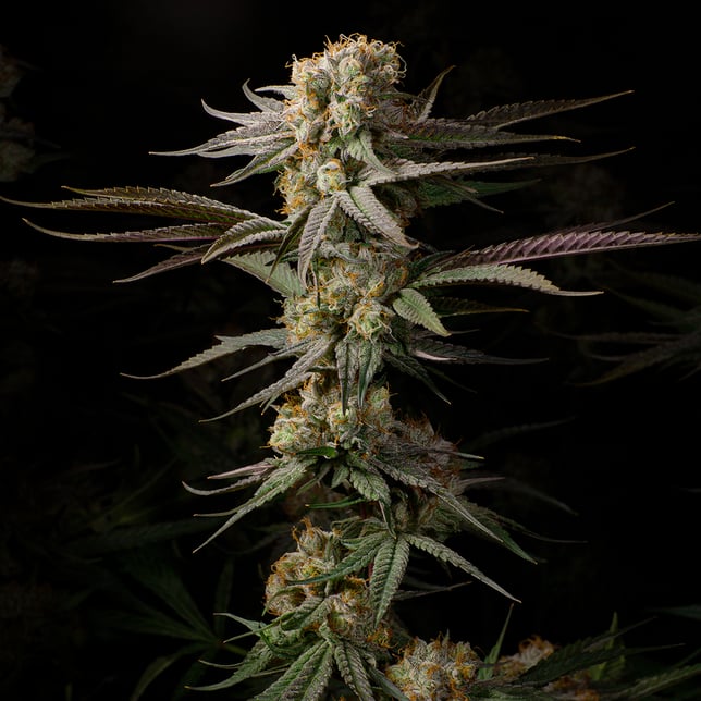 Black Afghan - Image 3 Black Afghan - Image 3