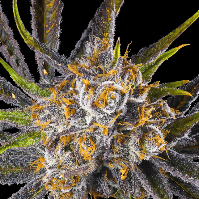 Orange Bellini All-In-One Gold Blend [1000mg] - Image 6