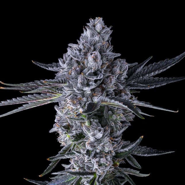 Chroma Pre-Roll 5-Pack [2.5g] - Image 6