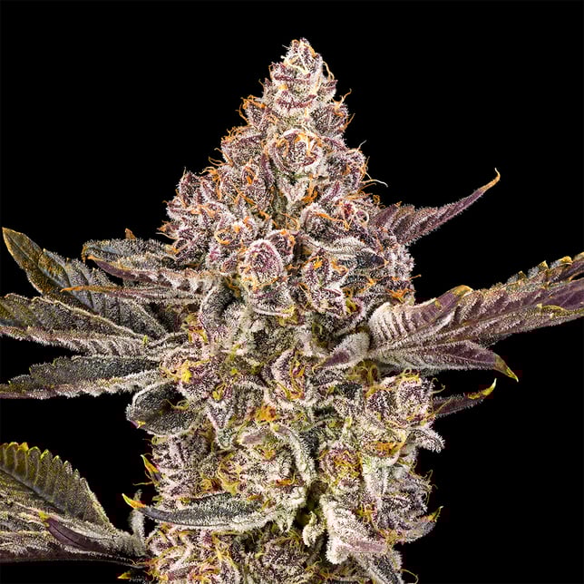 Orange Sapphire Goldies Infused Pre-Rolls 5-Pack [3g] - Image 5