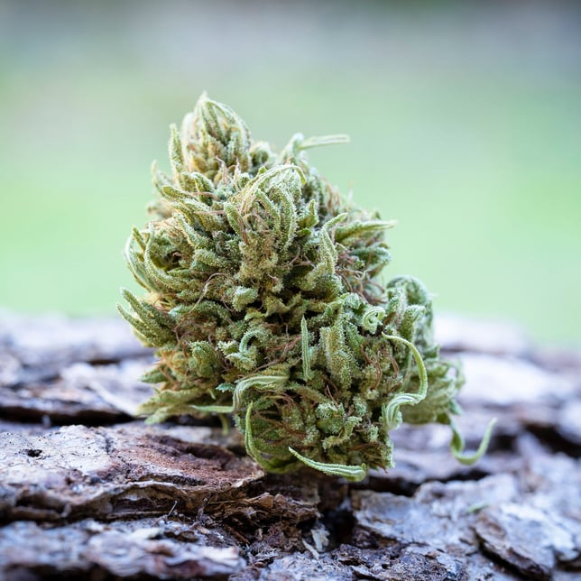 Harmony Rose 1:1 CBD [7.5g] - Image 2