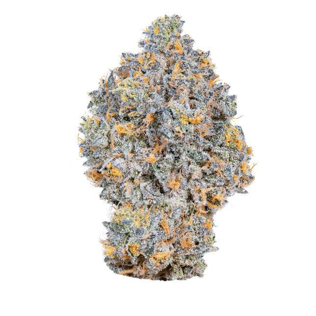 Hot Tropics - Image 2
