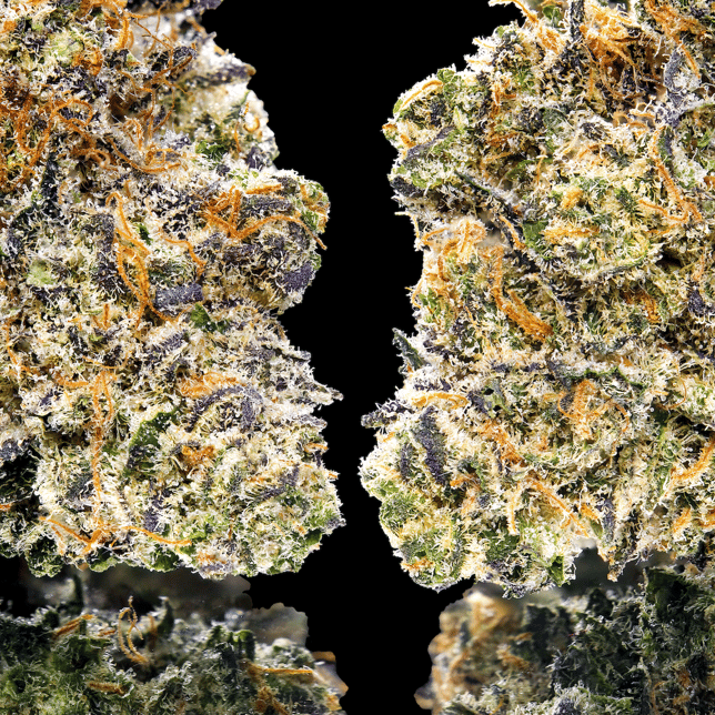 Key Lime Jack Pre-Roll 5-Pack [2.5g] - Image 4