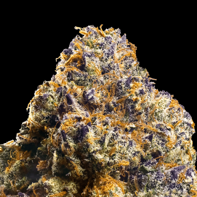 Sour Sangria Maven Minis [14g] - Image 3
