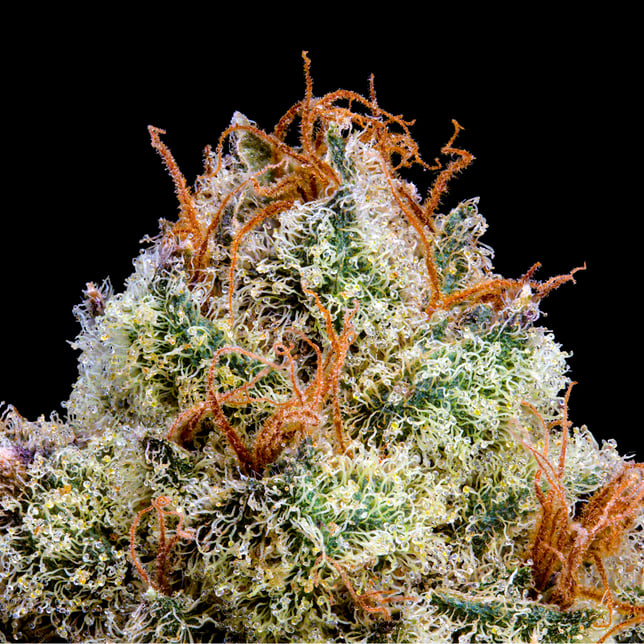 ZuZu Zangria Mini Halos Pre-Rolls 5-Pack [3g] - Image 10