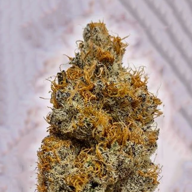 White Runtz - Image 1 White Runtz - Image 1