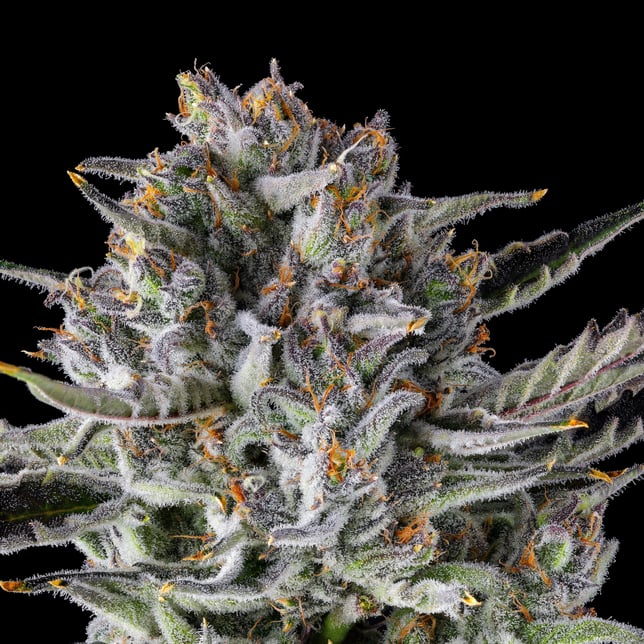 BluZangria Goldies Infused Pre-Rolls 5-Pack [3g] - Image 8