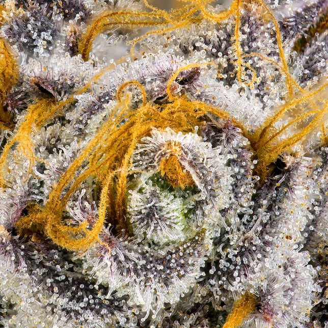 Orange Bellini Gold Blend - Image 13