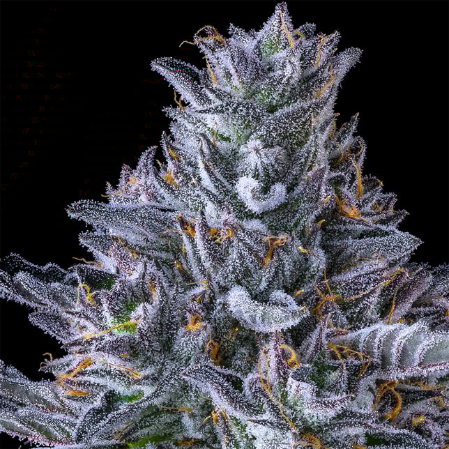 Chroma All-In-One Gold Blend [1000mg] - Image 6