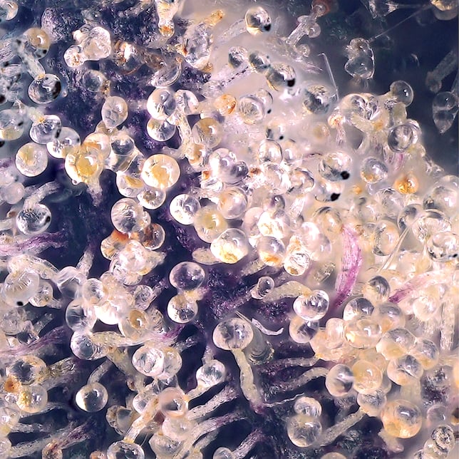 Prizm All-In-One Gold Blend [1000mg] - Image 6