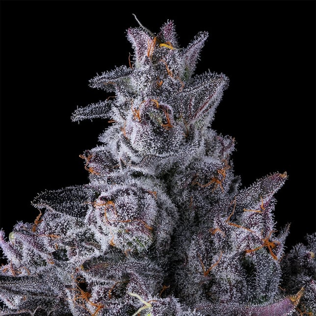 Black Lotus All-In-One Gold Blend [1000mg] - Image 6