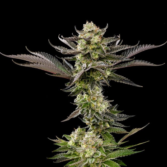 Singapore Sling [1000mg] - Image 4