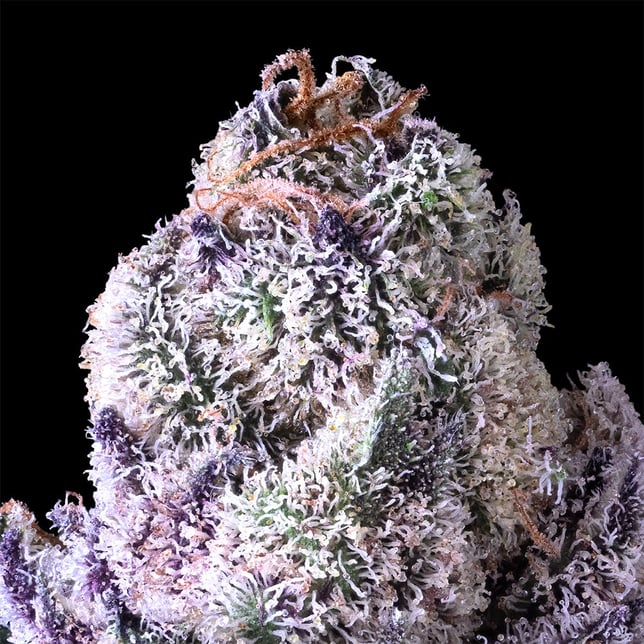 98 Reserve Gold Blend - Image 8