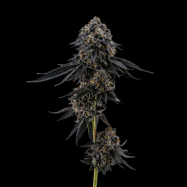 Legacy Kush - Image 2