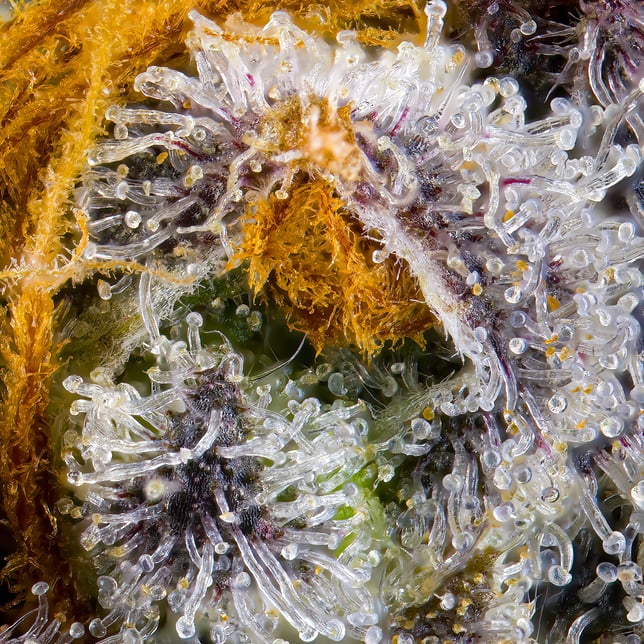 Orange Bellini Goldies Infused Pre-Rolls 5-Pack [3g] - Image 11