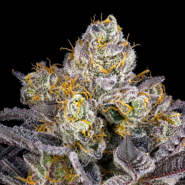 Blue Agapē Pre-Roll 5-Pack [2.5g] - Image 8