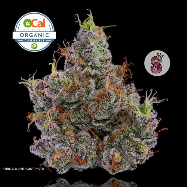 GMO (Garlic Mushroom Onion) - Image 1 GMO (Garlic Mushroom Onion) - Image 1