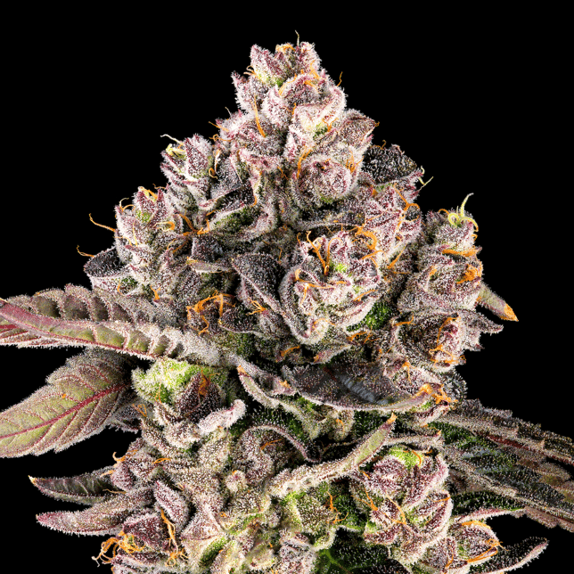 Prizm Pre-Roll [1g] - Image 8