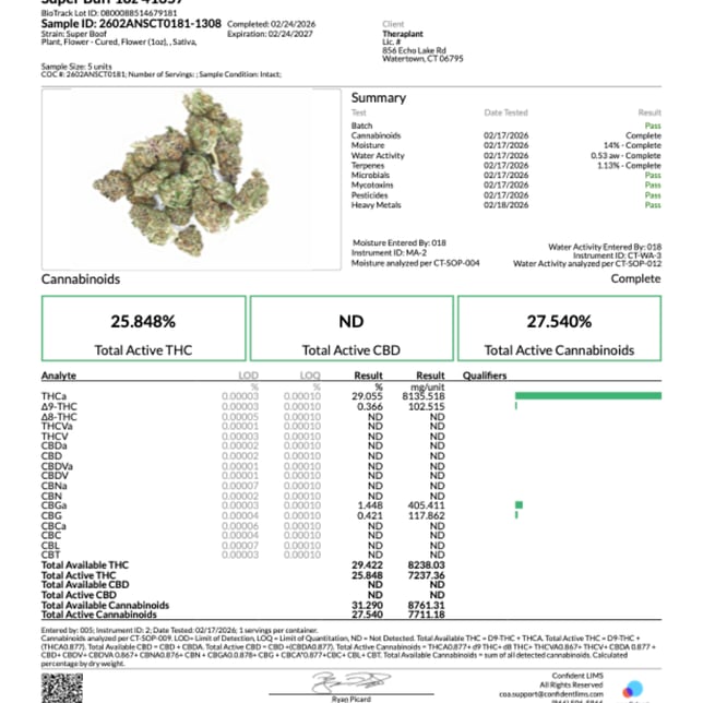 Theraplant - Super Buff (S) Flower  C0040001657 - Image 3