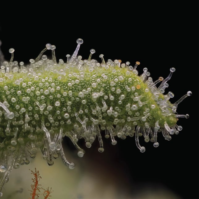 Glacee Blanche [1g] - Image 4