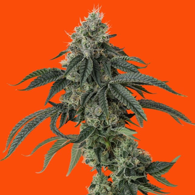 Runaway Diesel - Image 3